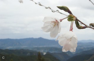 金峯神社付近の桜