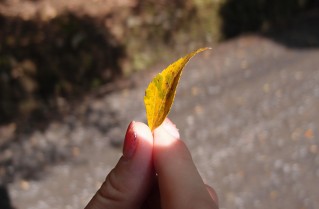 小さな落ち葉を手にすると御光が！