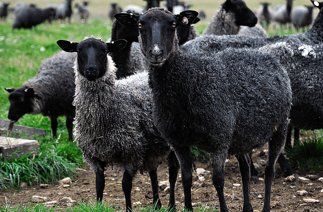 ゴットランドの羊たち