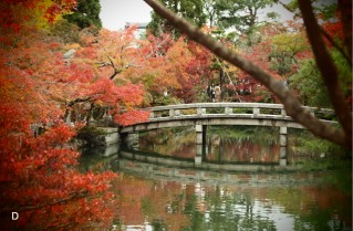 京都・永観堂の紅葉 トイカメラ風